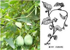 快速檢測(cè)中草藥馬兜鈴酸方法問(wèn)世
